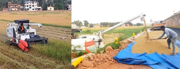 Despite western bypass, farmers log moderate paddy harvest at Tolleaband