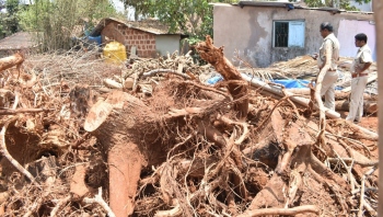 Curtorim locals raise alarm over tree cutting at housing site
