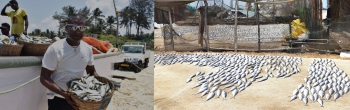 Benaulim fishermen net baskets of big sardines