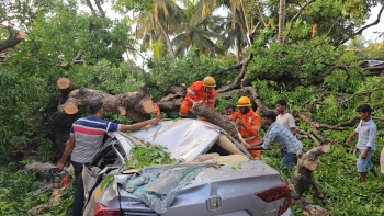 Tree falls in Mandrem, kills biker; 4-wheeler passengers escape unhurt