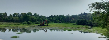 Tillari canal leakage blamed for Tivim rivulet vegetation surge