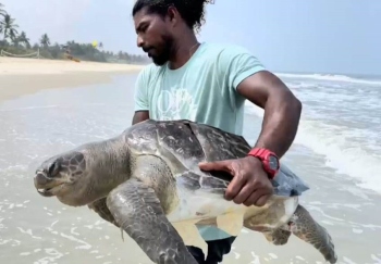 Water sports team returns from dolphin trip with turtle carcass