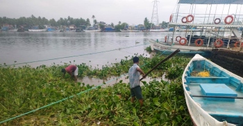 Water hyacinth washed to sea, chokes Cavelossim and Mobor