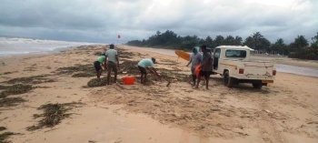 Agencies clean-up hyacinth menace at Cavelossim beach