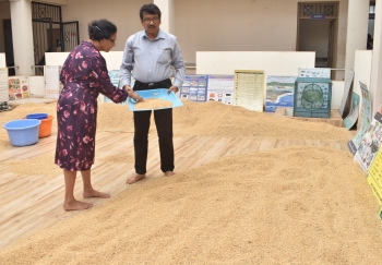 Push for high-yield paddy varieties in South Goa