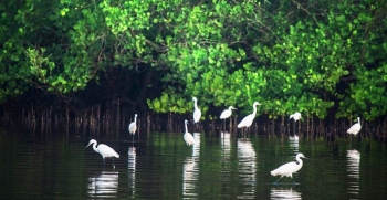 GIS-based fresh assessment of mangrove cover proposed