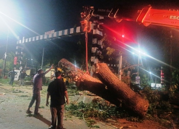 Comba railway crossing shut due to cutting of trees near tracks