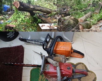 Offence registered for illegal felling of trees