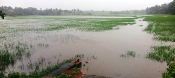 Seawater inundates Betalbatim fields as farmers await CRZ clearance for relief