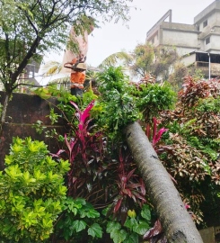 Uprooted trees keep Margao firemen busy amid heavy rain