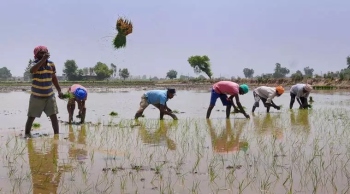 Unseasonal rainfall, extreme temperatures impacting agriculture