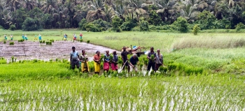 Velsao witnesses revival of traditional farming in Velsao