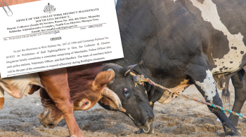 South Goa sets up vigilance teams to tackle illegal bullfighting