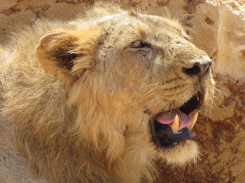 The lions that left the jungle