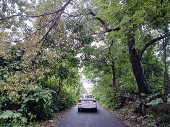 Overhanging branches block Costi-Sanguem road