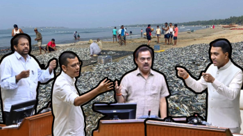 Goa govt to roll out subsidised fish policy in 6 months, assures CM amid rising local prices