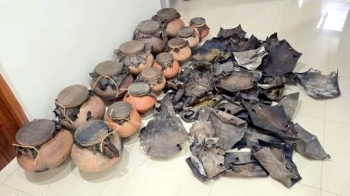 47 monitor lizard skins, 14 Ghumats seized in Mapusa