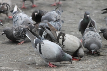 Pigeons ruffle feathers in House