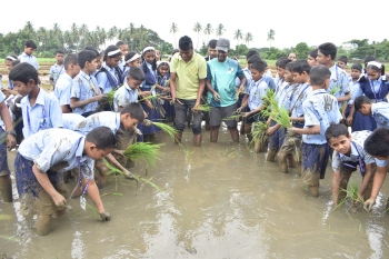 Dabolim students get hands-on experience in paddy farming