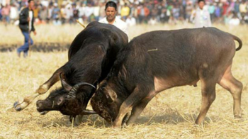 Goa govt makes microchipping of bulls mandatory to curb illegal "Dhirios"