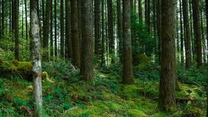 Private forest land may be used to raise compensatory afforestation