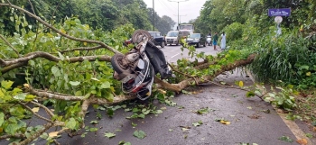 Scooter rider escapes with injuries as tree falls at Raia