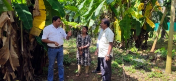 Banana disease, unseasonal rains pose severe challenges to Velsao-Pale farmers