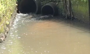 Crocodile, fish found dead in Sao Jose de Areal nullah