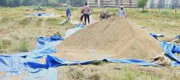 Bumper paddy harvest brings smiles to farmers but questions remain on future of GSUDA land
