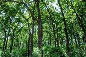 CM seeks number of fruit trees planted, water holes created
