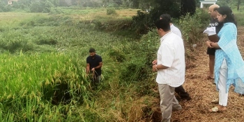 Double trouble for farmers as they stare helplessly at paddy crop being destroyed
