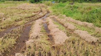 Farmers struggle as harvest stalls in waterlogged fields in Bardez