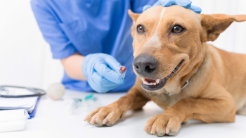 Pet owners urged to vaccinate dogs amid Canine Distemper cases in Goa
