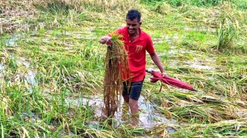 Farmers await relief as flood-hit Bardez fields remain submerged