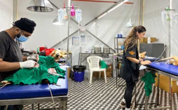1,121 dogs sterilised during 30-day campaign in Ponda