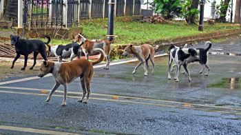 Goa acts on Supreme Court order, appoints officials to oversee stray animal management