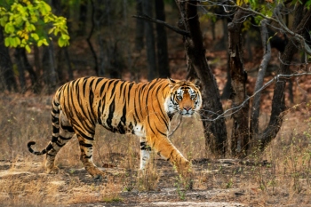 Forest dept seeks govt nod to take part in Tiger census