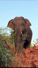 Elephant ‘Omkar’ continues damaging rampage in Torsem