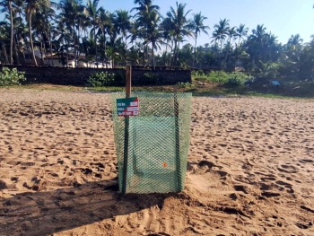 Season’s first turtle nesting pit set up at Agonda beach