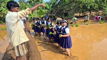 Vayangani method returns to paddy fields of Sattari