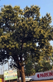 Drop in temperature favours rich mango harvest in Sattari
