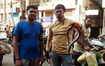 Rare snake ‘travels’ to Belagavi in coconut truck from Goa