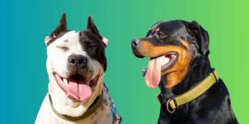 A year on, Goa’s ferocious dog policy remains toothless