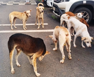 PIL on lack of infirmaries, incinerators, ambulances for street animals filed