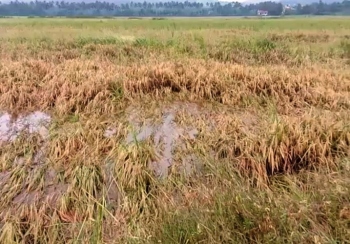 Nearly 2.5K farmers yet to receive compensation for crop damage