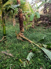 Bison herd damages two plantations in Sattari