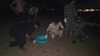 First batch of 72 Olive Ridley hatchlings released at Agonda