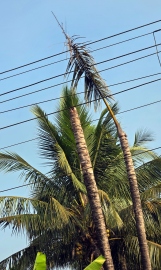 Wildlife menace, disease risk coconut production in Sattari