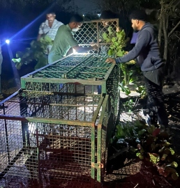 Leopard sightings rise in Bicholim