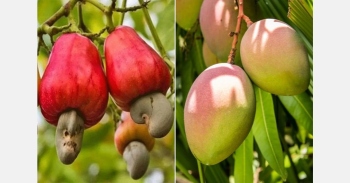 State's horticulture season: cashew crop struggles while mangoes shine